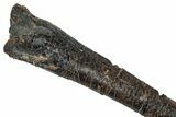 Fossil Ornithopod Dinosaur (Dryosaurus) Tibia - Wyoming #342163-3